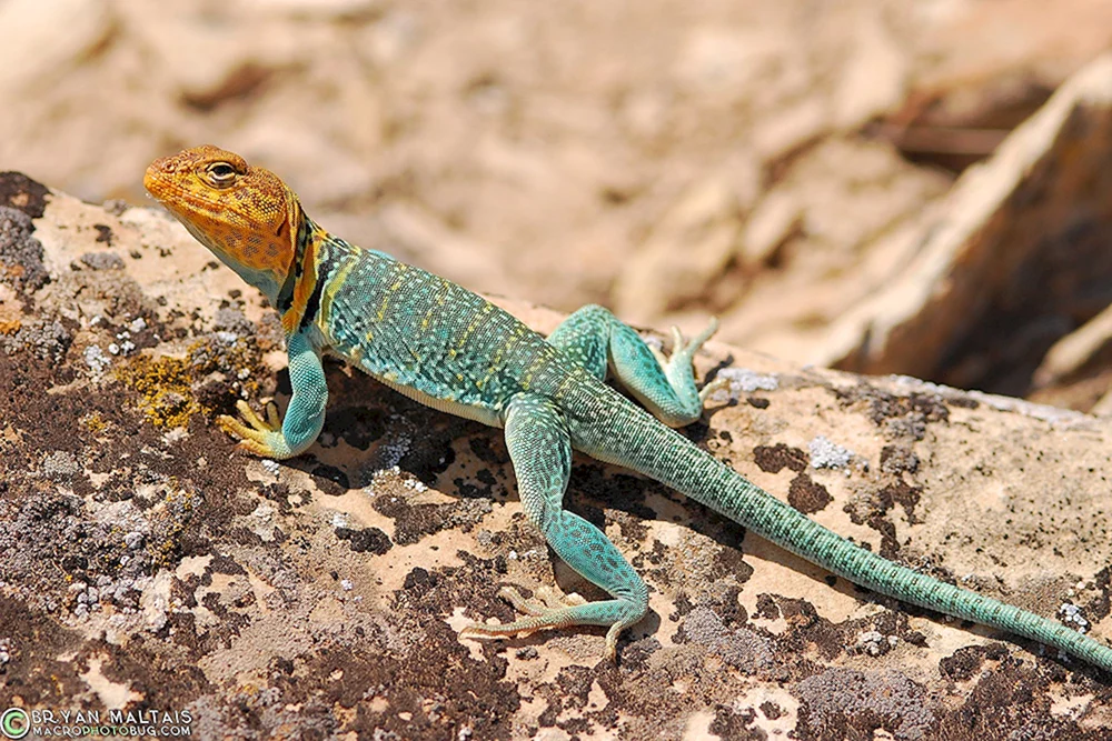 Kragenleguan der Wüste