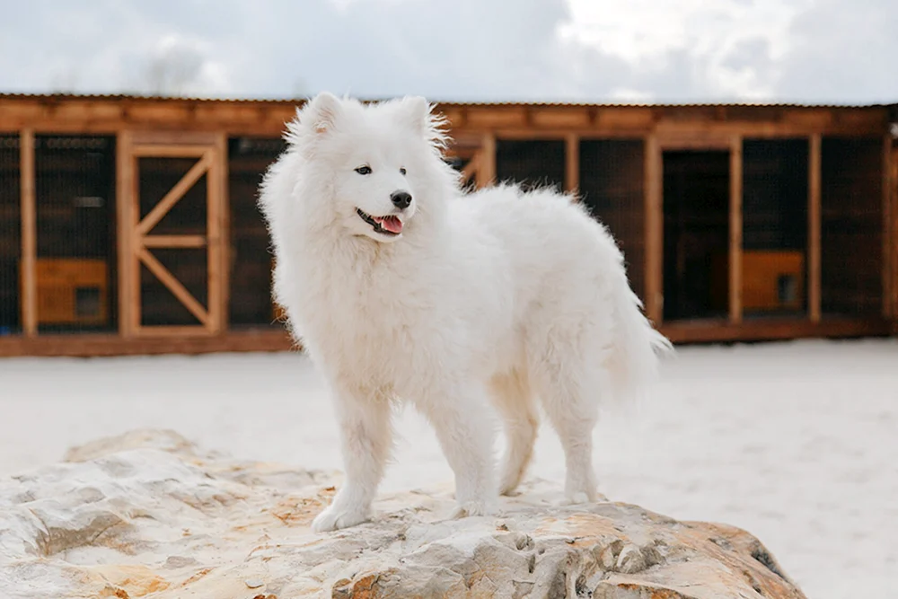 Westsibirischer Husky weißer Hund