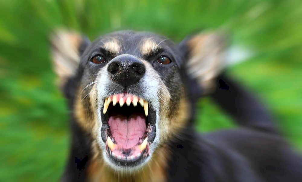 Aggressiver Hund