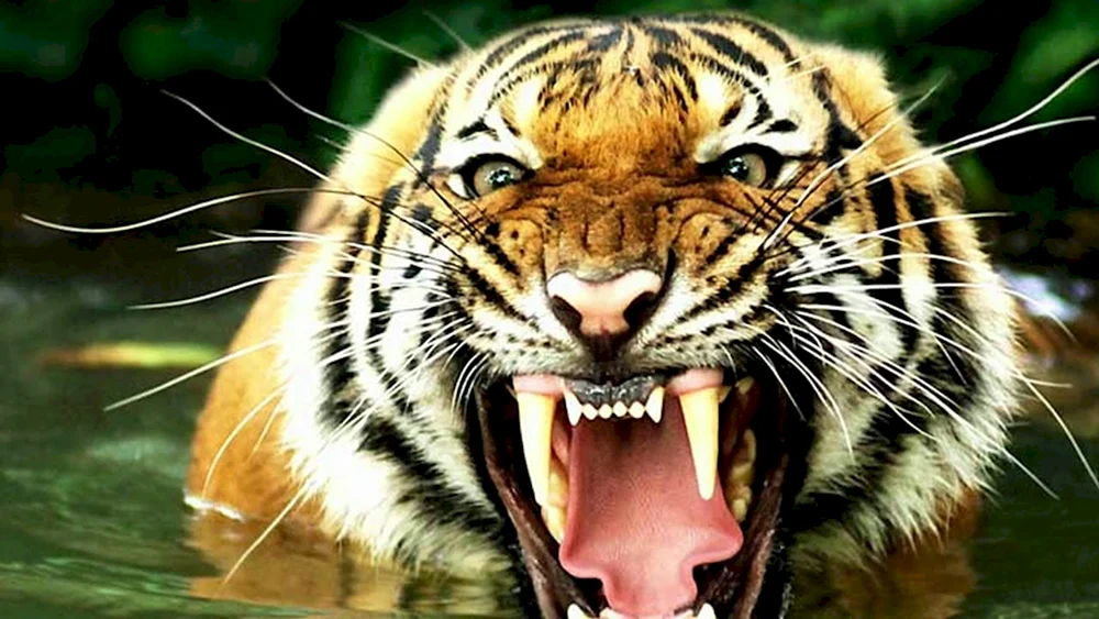 Ussuri-Tiger betäubt