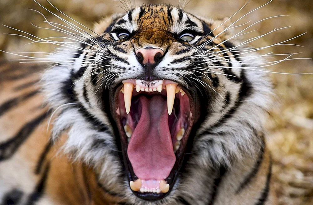 Ussuri-Tiger betäubt