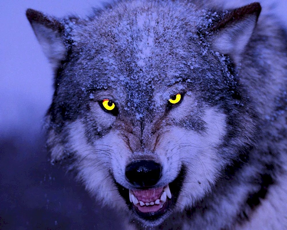 Wolfsbeißer