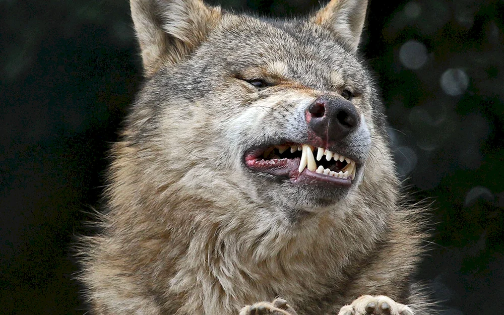 Lustige Tiere