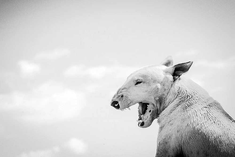 Bullterrier