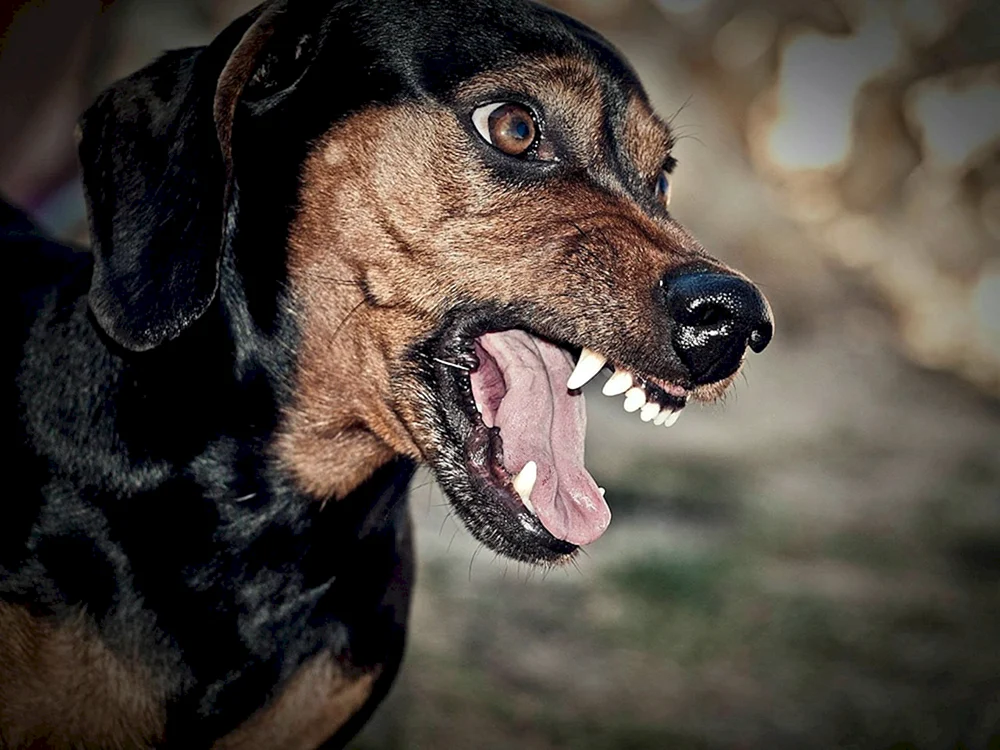 Dobermann bellt