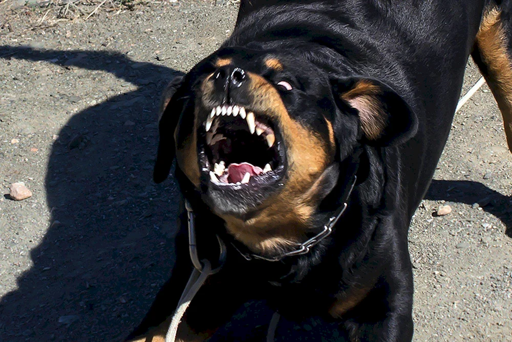 Rottweiler Beudel