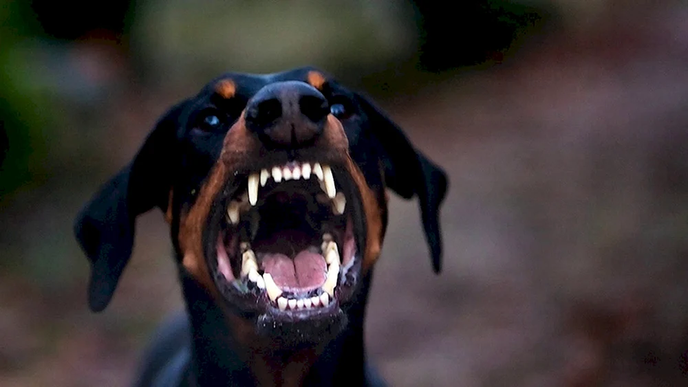 Ein wütender Hund