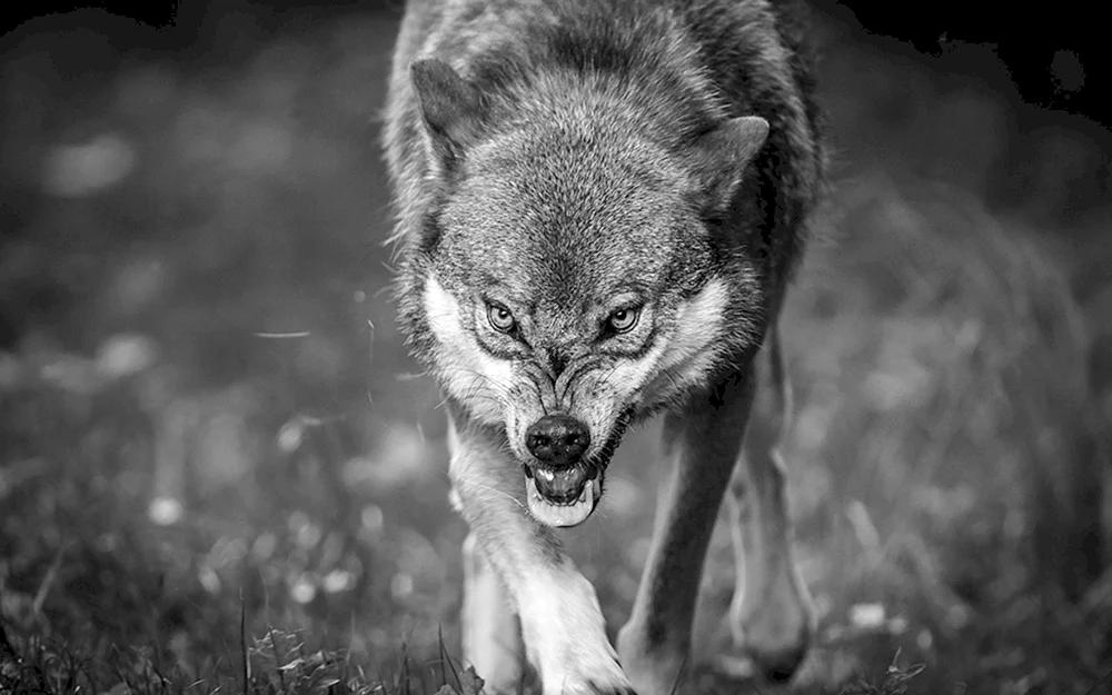 Wolfsbeißer auf schwarzem Hintergrund