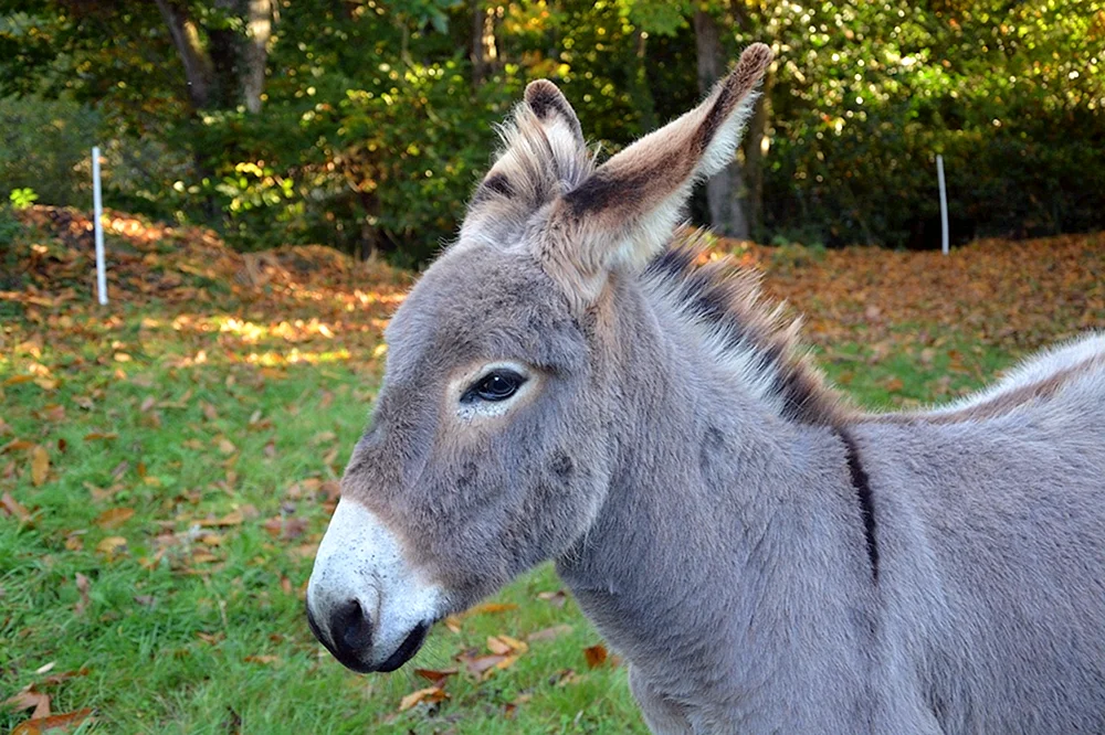 Ishak and donkey