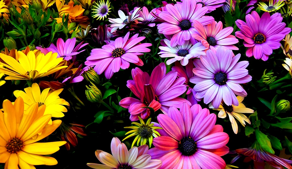 Andere Blumen