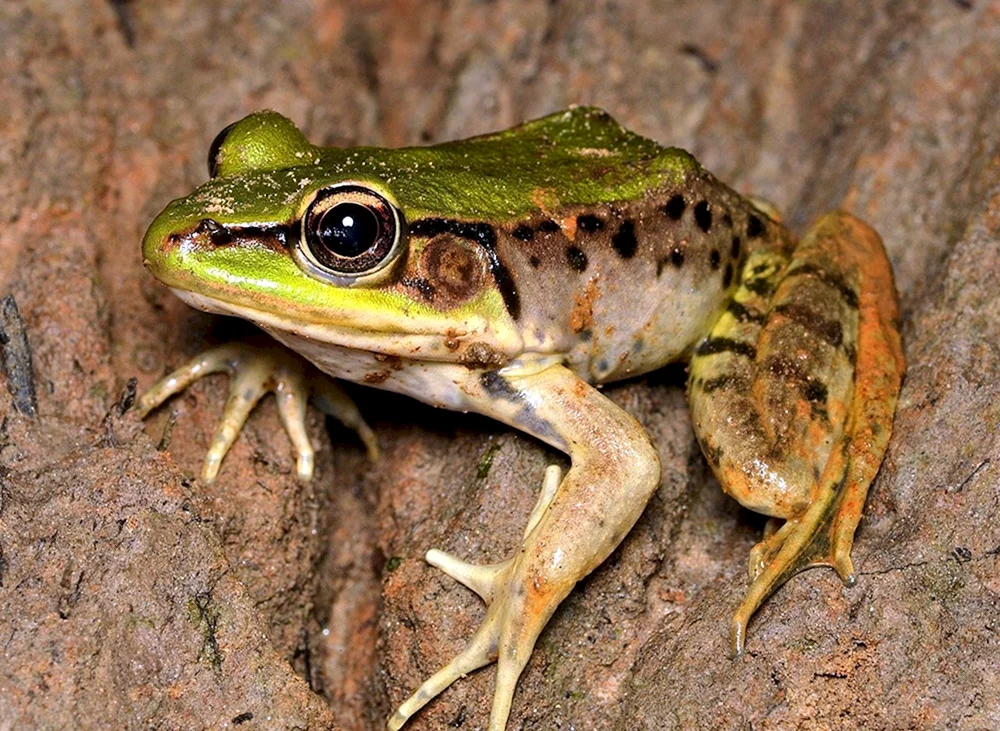 Starkgesichtiger Moorfrosch Seefrosch