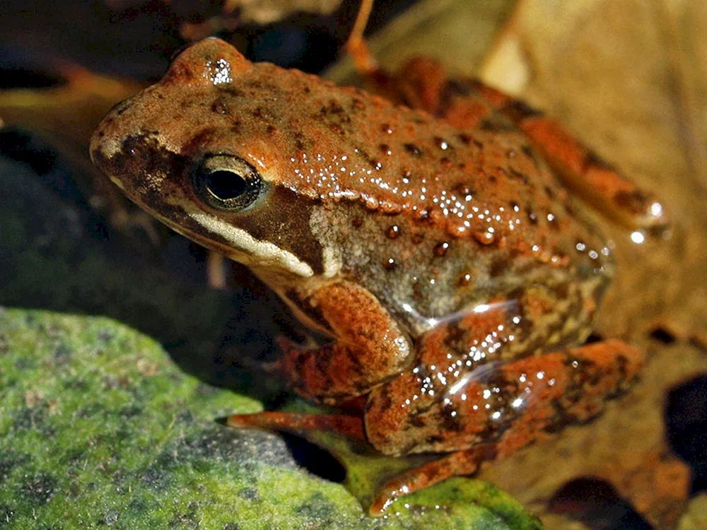 Strauchrücken-Sumpffrosch