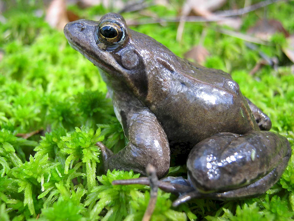 Strauchrücken-Sumpffrosch