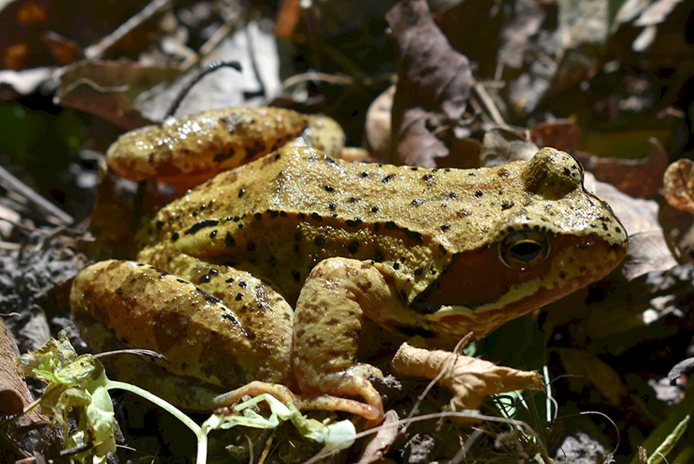 Steißbeinfrosch