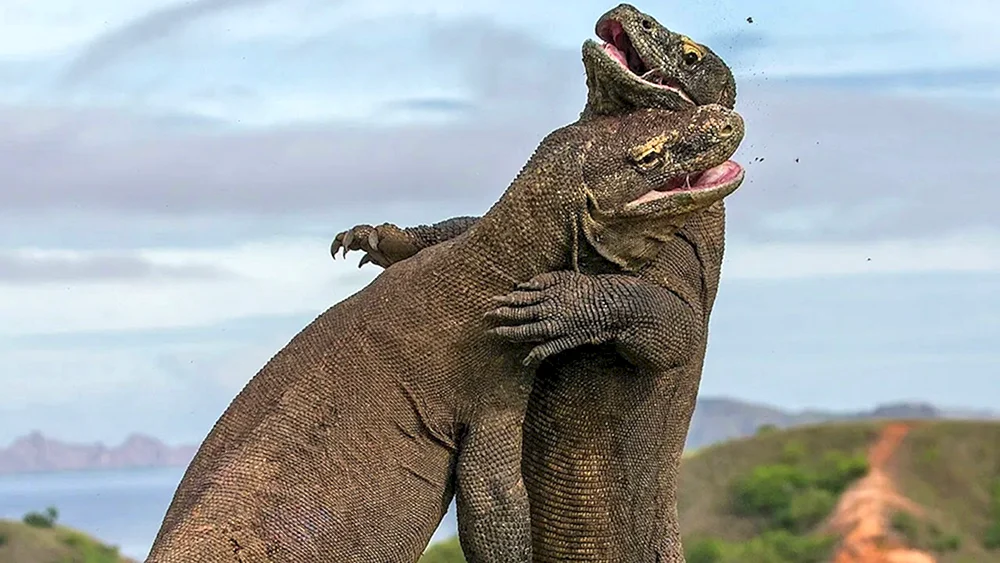 Komodo Varan