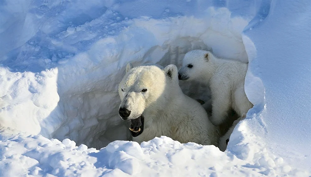 Braunbär in der Höhle
