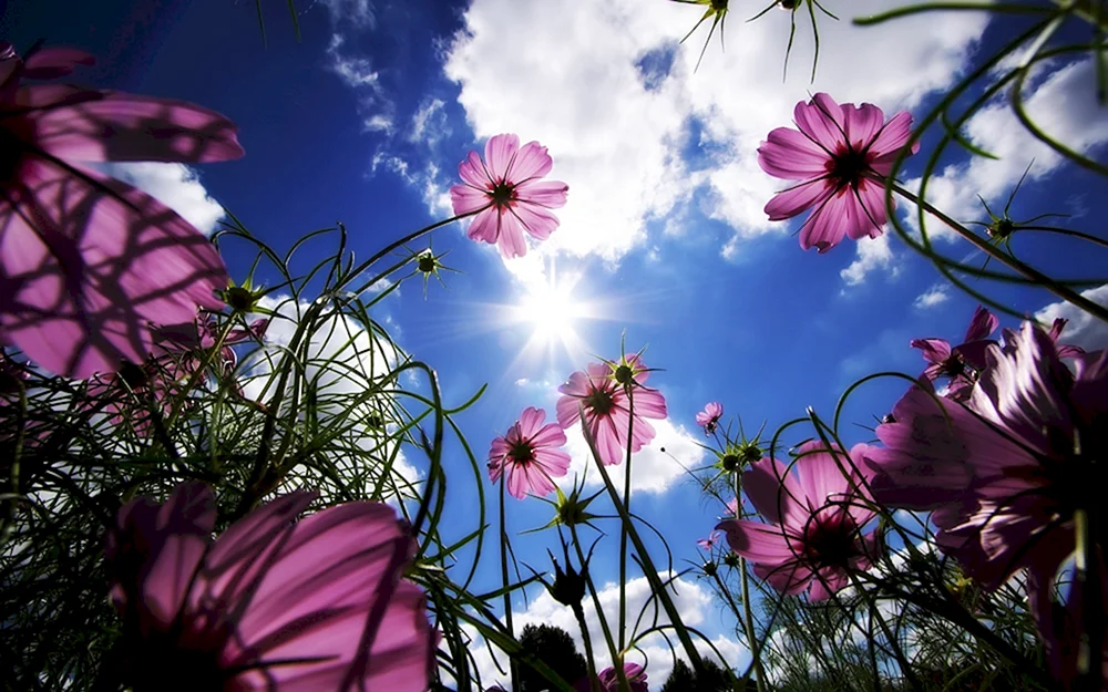 Hand mit einer Blume und dem Meer