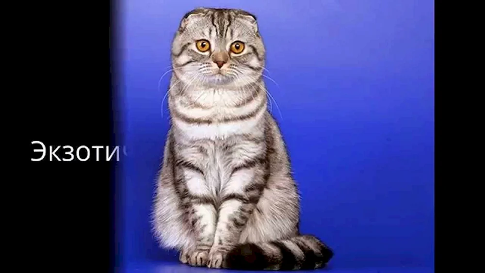 Schottische Schopfkatze
