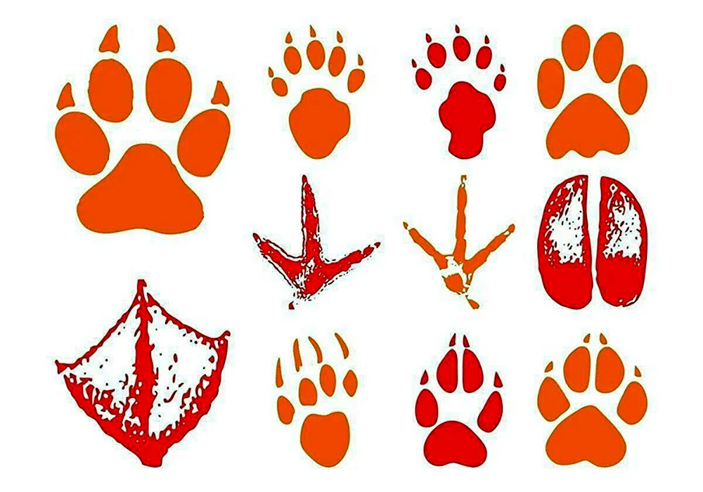 Wildtierspuren
