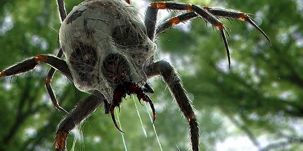 Ordnung Araneae spiders