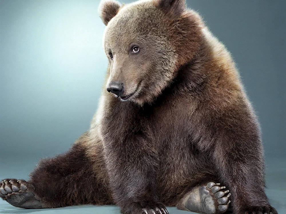 Sibirischer Braunbär