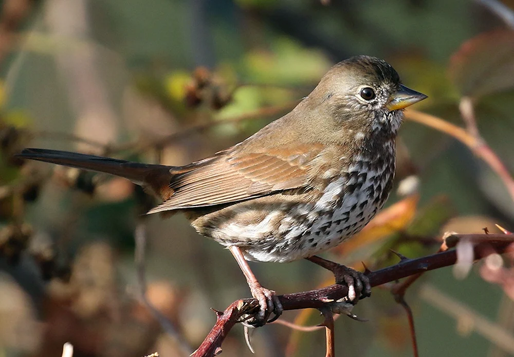 Familie der Sperlingsvögel Rohrammer
