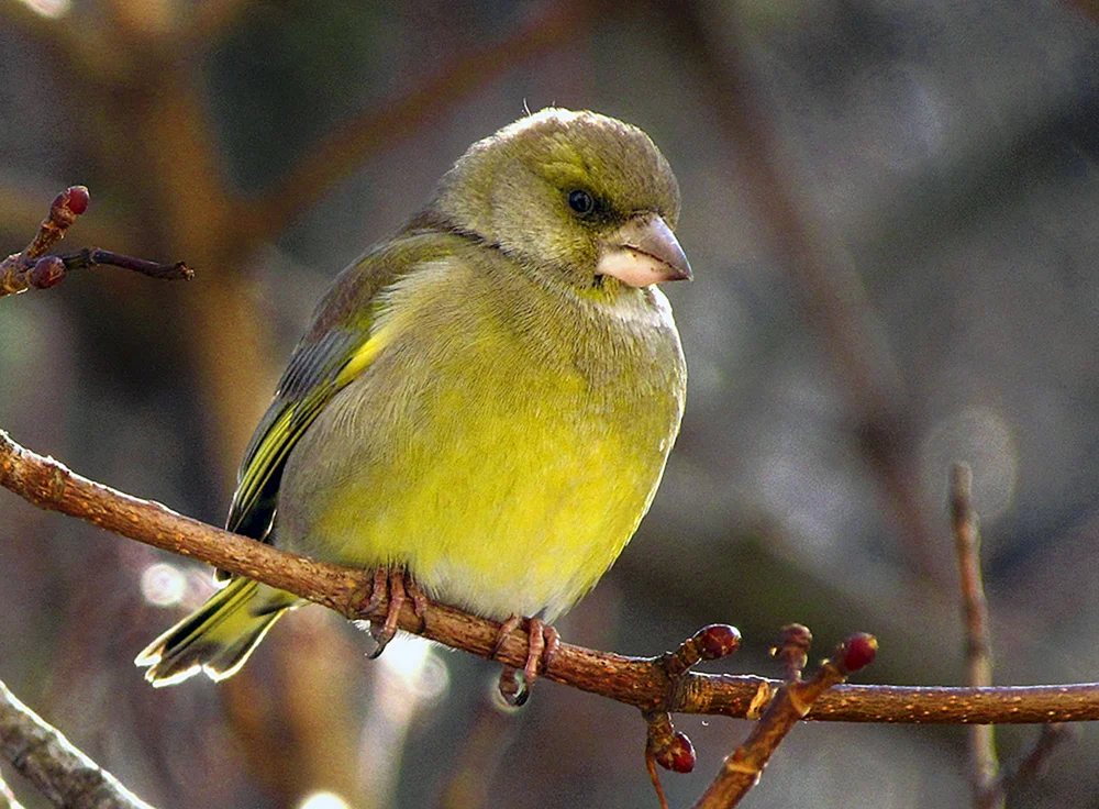 Vogelordnung der Familie der Sperlingsvögel