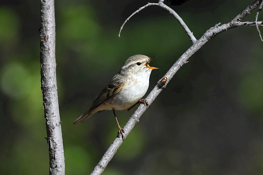 Familie der Sperlingsvögel