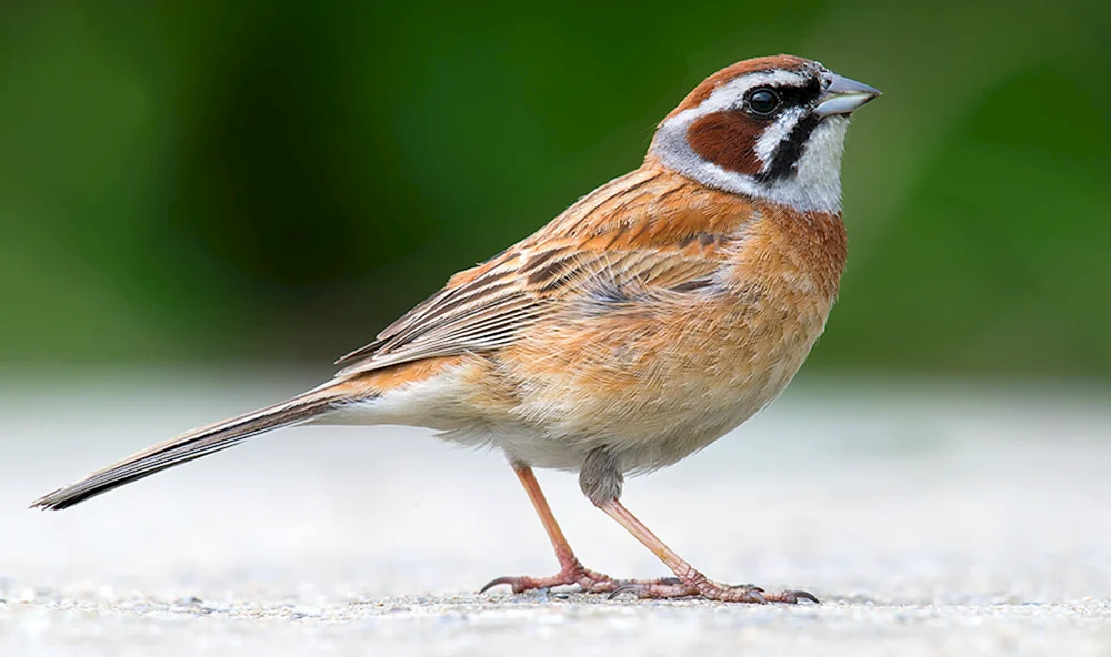 Vögel der Sperlingsfamilie in den Vorstädten