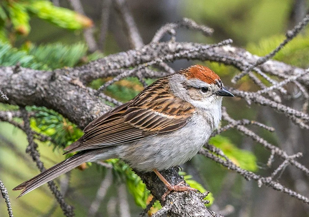 Sperlingsvögel
