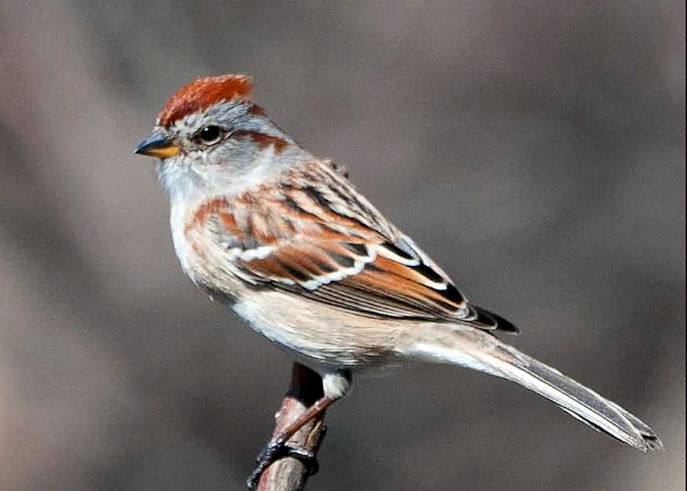 Sperlingsvögel der Mittelzone