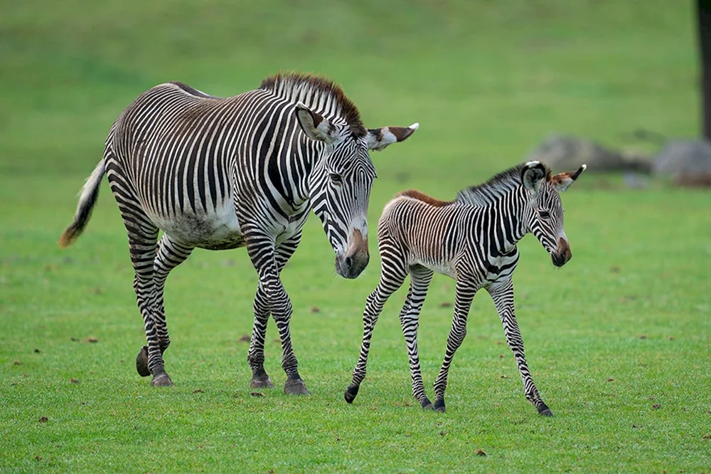 Sabelantilope