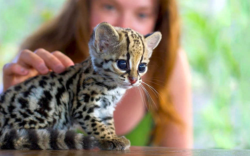 Bengalkatze