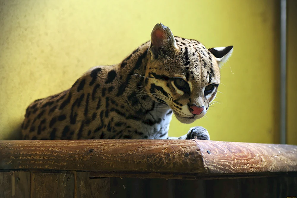 Ocelot Boniface