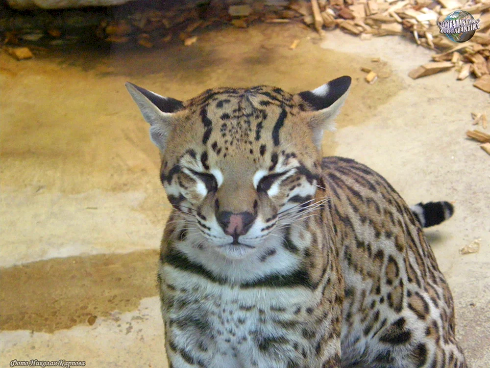 Ozelot Tigerschnabel