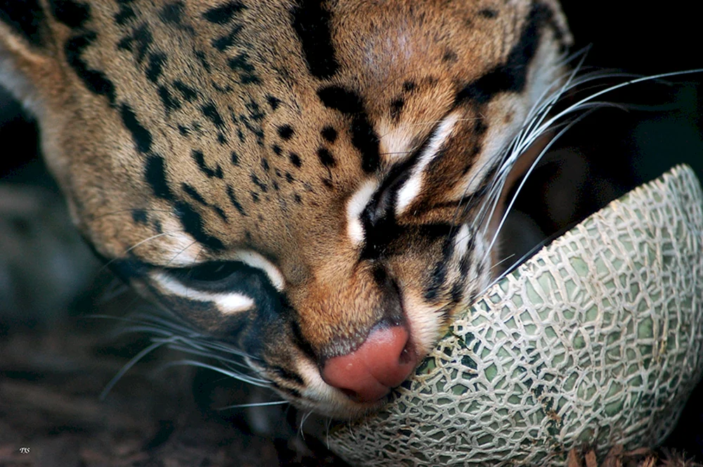 Leopard Ozelot