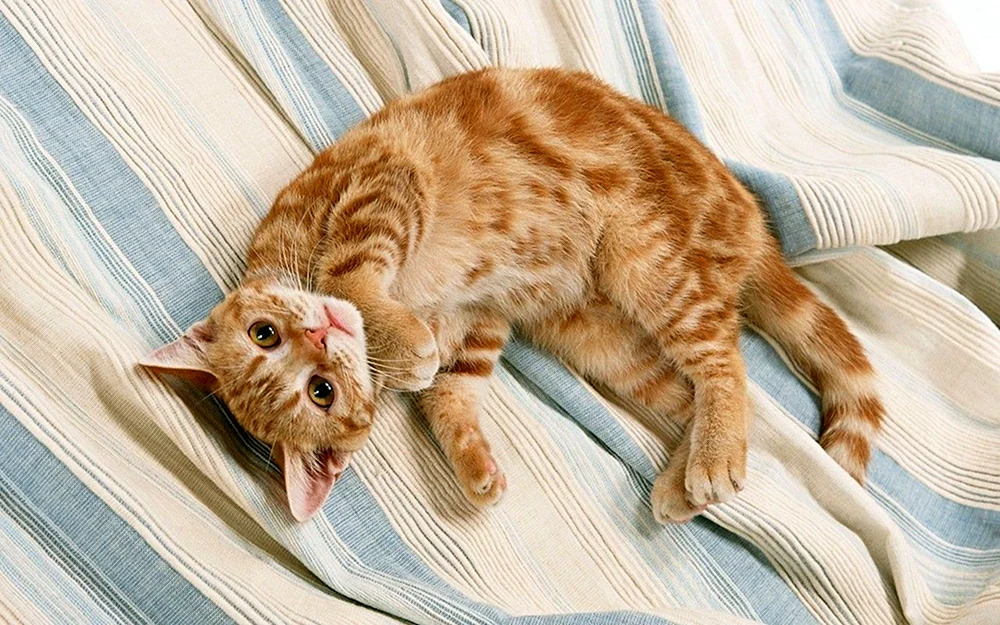 Katze auf dem Rücken liegend