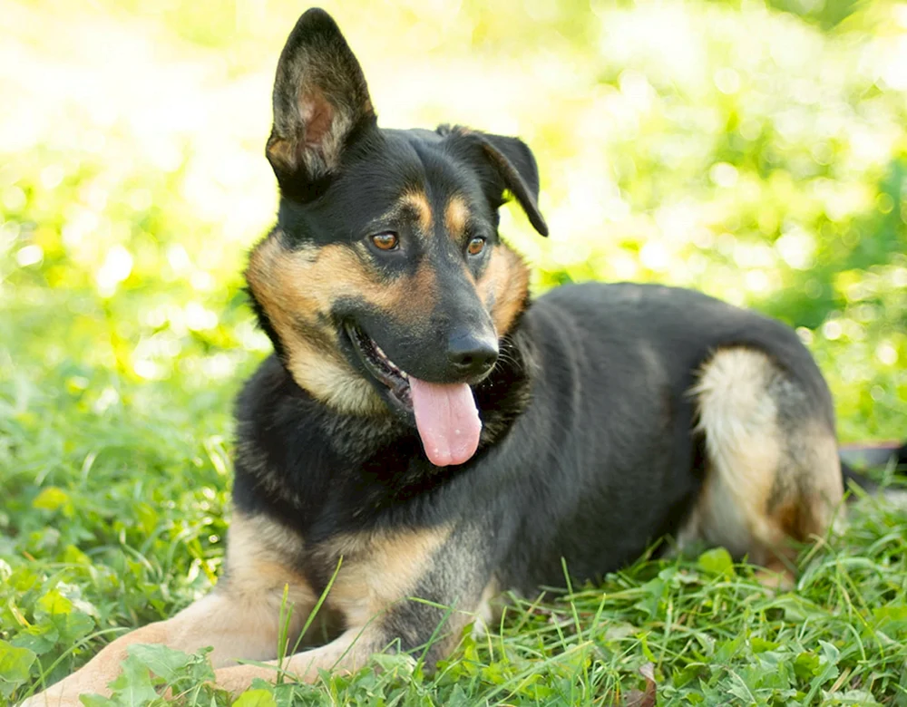 Kurzbeiniger mestiz Schäferhund