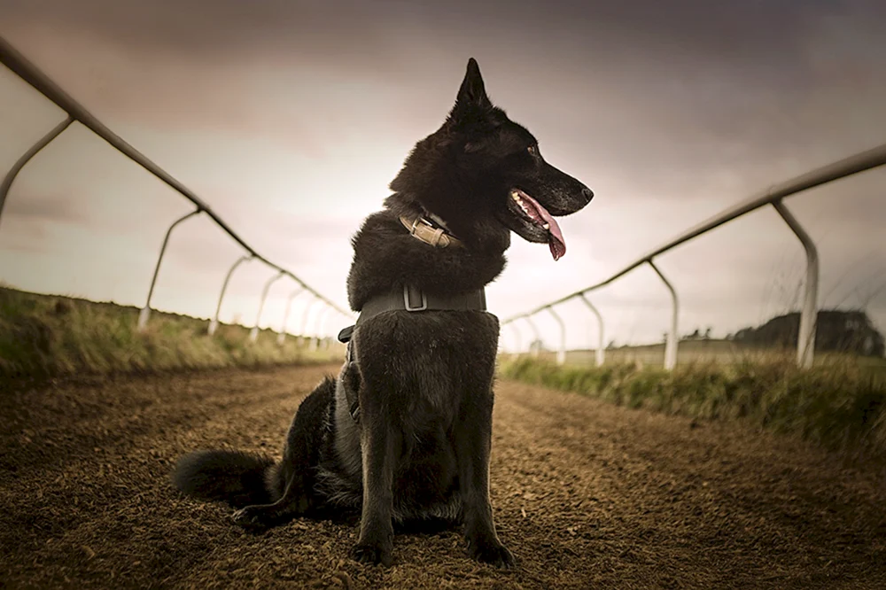 Schäferhund