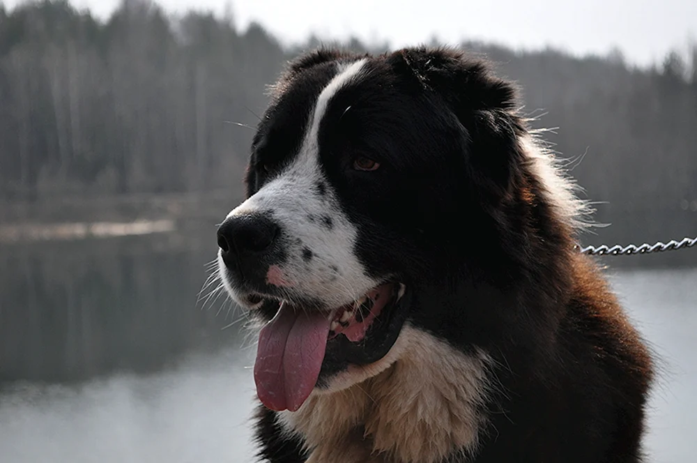 Alabai Schäferhund alabai