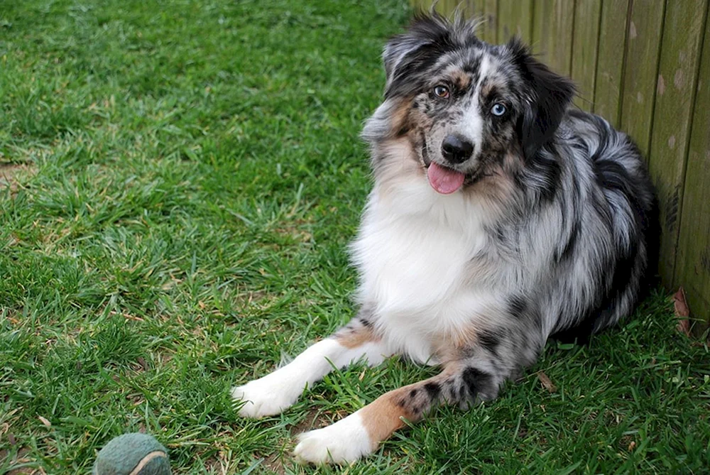 Amerikanischer Schäferhund aussie