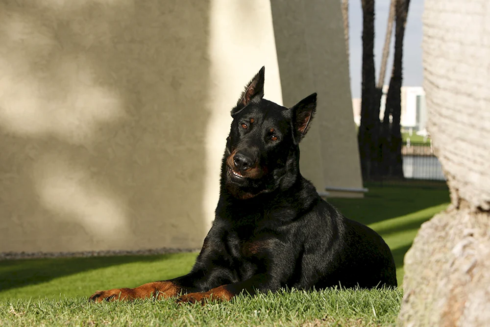 Boseron Schäferhund