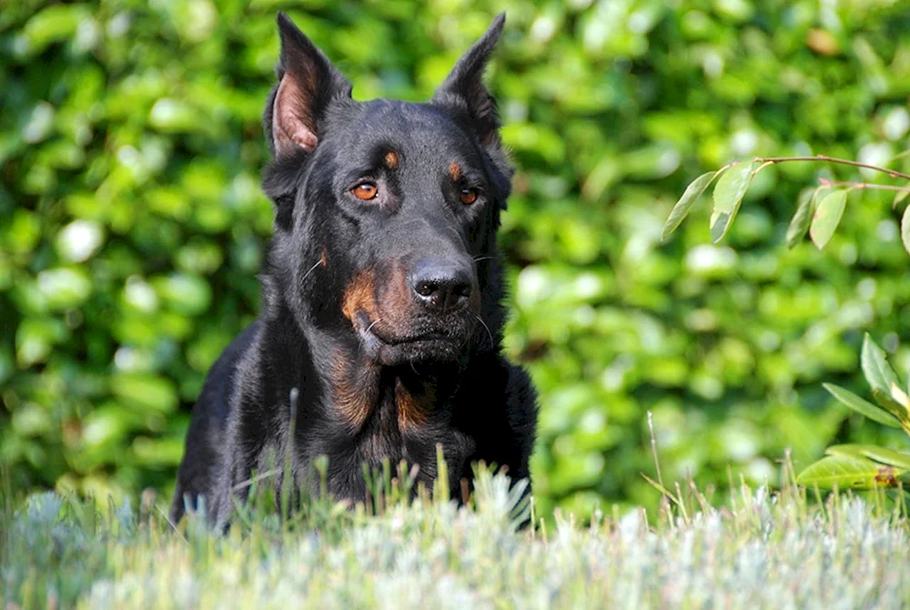 Boseron Schäferhund