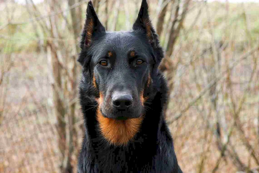Bosseron Schäferhund