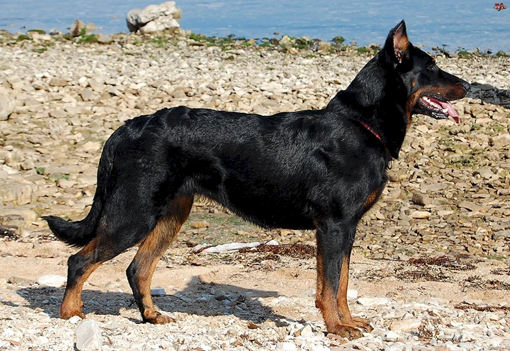 Bosseron Schäferhund