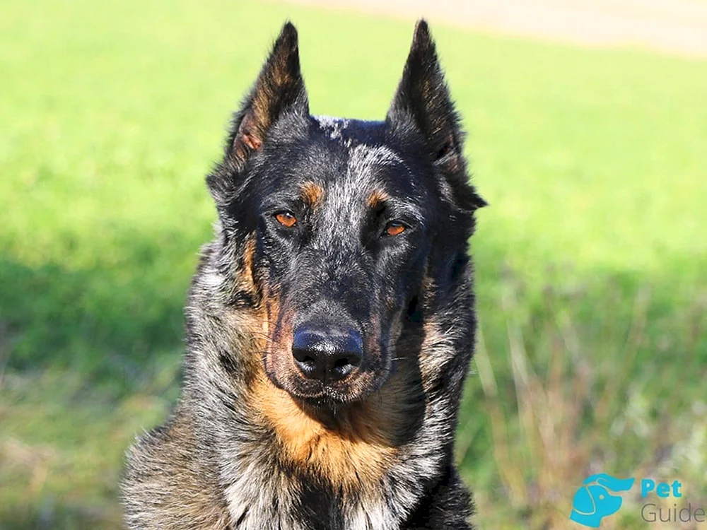 Boceron Schäferhund
