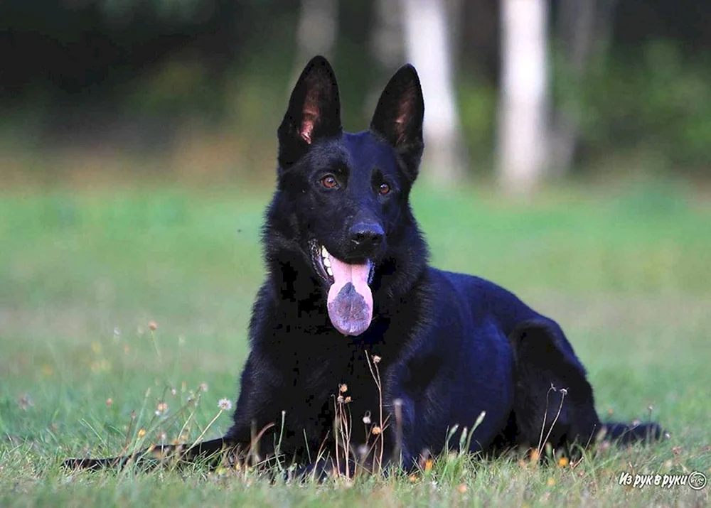 Deutscher schwarzer Schäferhund