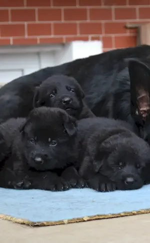 Deutscher Schäferhund schwarzes Kätzchen