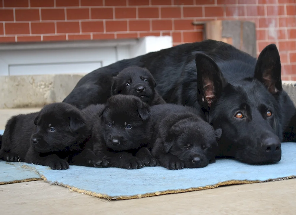 Deutscher Schäferhund schwarzes Kätzchen