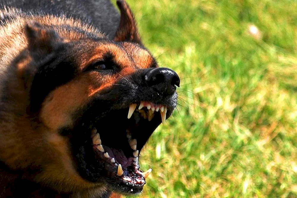Daufmanns Schäferhund
